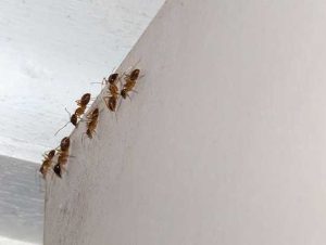 Ant Removal in Sharon, MA