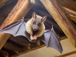 Bat Removal in Canton, MA