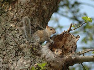 Rodent Removal in Dedham, MA