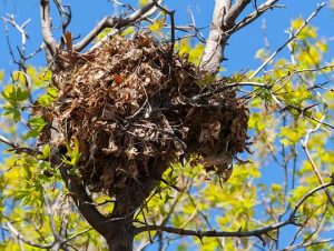 Squirrel Nest Removal: Ensuring Safe Relocation for Nuisance Wildlife