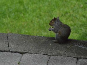 Squirrel Removal in Lynnfield, MA