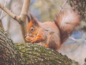 Squirrel Removal in Newburyport, MA