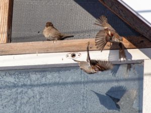 Deterring Birds and Pigeons: Methods to Protect Your Property