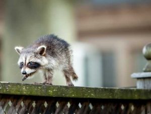 Raccoon Removal in Canton, MA
