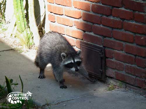 Professional Raccoon Trapping - Critter Control - Raccoon Trapping for Home