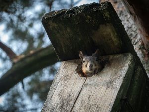 Squirrel Removal in Middleton, MA