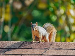 Squirrel Removal in Peabody, MA