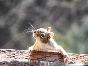 Squirrel Removal in Rowley, MA