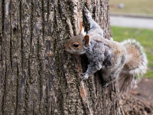 Squirrel Removal Merrimac, MA