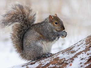 Winter Wildlife Concerns: Preparing Your Property for Hibernation Season